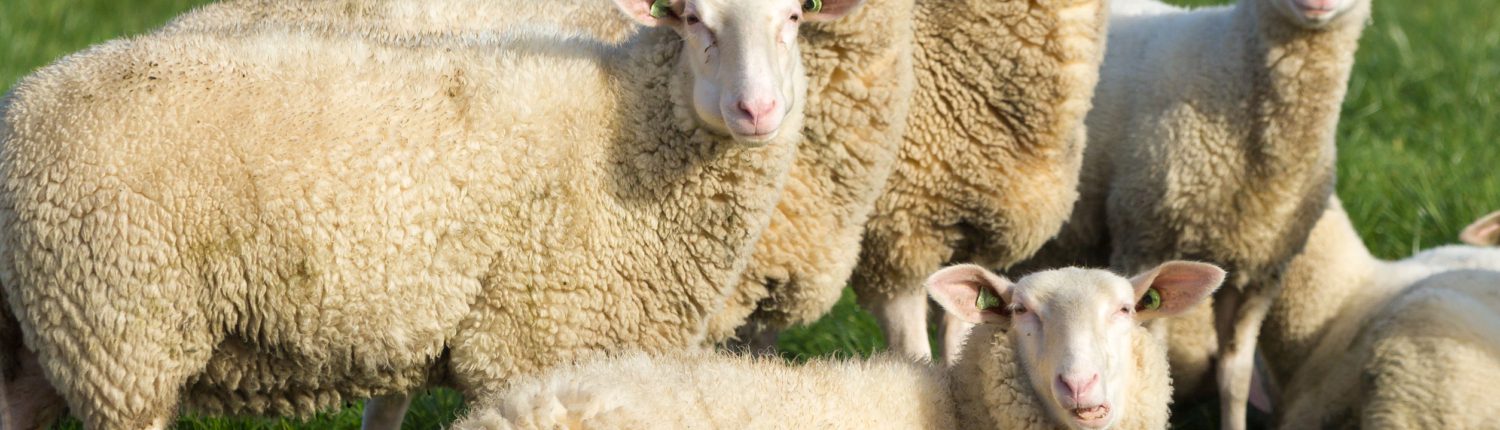 Le pecore temono i lupi, ma chi le porta al macello? Le pecore temono i lupi, ma chi le porta al macello?